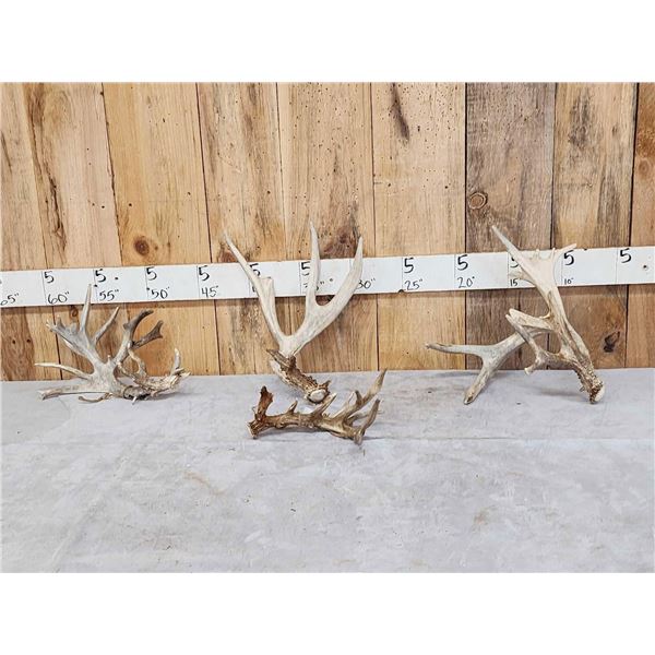 Group Of 4 Whitetail Shed Antlers
