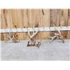 Image 1 : Group Of 4 Whitetail Shed Antlers