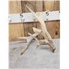 Image 2 : Group Of 4 Whitetail Shed Antlers
