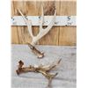 Image 3 : Group Of 4 Whitetail Shed Antlers