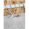 Image 4 : Group Of 4 Whitetail Shed Antlers