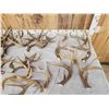 Image 2 : 38.5 Lbs Of Deer Antlers
