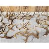 Image 3 : 38.5 Lbs Of Deer Antlers