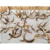 Image 4 : 38.5 Lbs Of Deer Antlers