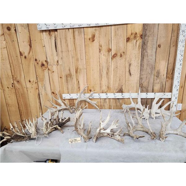 5 Giant Sets Of Whitetail Cut Off Antlers