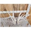 Image 2 : 5 Giant Sets Of Whitetail Cut Off Antlers