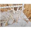 Image 3 : 5 Giant Sets Of Whitetail Cut Off Antlers