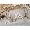 Image 4 : 5 Giant Sets Of Whitetail Cut Off Antlers