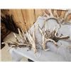 Image 6 : 5 Giant Sets Of Whitetail Cut Off Antlers