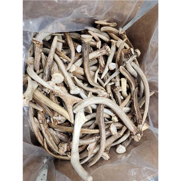 50 Lbs Of Deer Antler Spikes