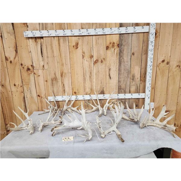 5 Big Sets Of Whitetail Cut Off Antlers