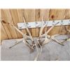 Image 2 : 5 Big Sets Of Whitetail Cut Off Antlers