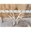 Image 3 : 5 Big Sets Of Whitetail Cut Off Antlers