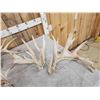 Image 4 : 5 Big Sets Of Whitetail Cut Off Antlers