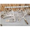 Image 5 : 5 Big Sets Of Whitetail Cut Off Antlers
