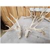 Image 6 : 5 Big Sets Of Whitetail Cut Off Antlers
