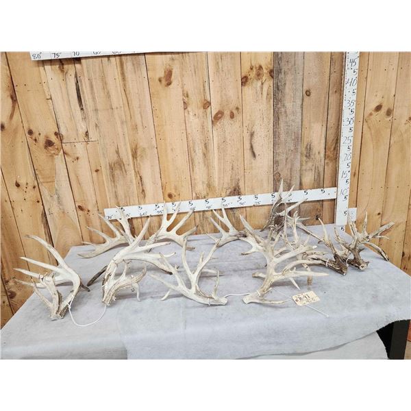 5 Big Sets Of Whitetail Cut Off Antlers