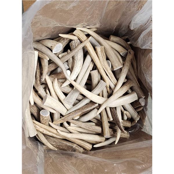 50 Lbs Of Elk Antler Tips