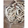 Image 5 : 50 Lbs Of Elk Antler Tips