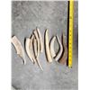 Image 6 : 50 Lbs Of Elk Antler Tips