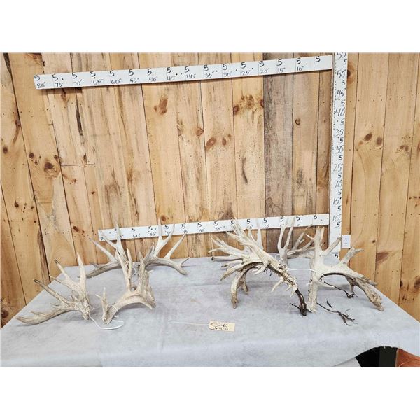 4 Giant Sets Of Whitetail Cut Off Antlers