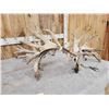 Image 3 : 4 Giant Sets Of Whitetail Cut Off Antlers