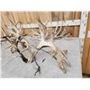 Image 4 : 4 Giant Sets Of Whitetail Cut Off Antlers