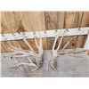 Image 5 : 4 Giant Sets Of Whitetail Cut Off Antlers