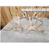 Image 6 : 4 Giant Sets Of Whitetail Cut Off Antlers