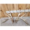 Image 7 : 4 Giant Sets Of Whitetail Cut Off Antlers