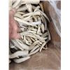 Image 2 : 50 Lbs Of Grade A Elk Antler Tips