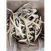 Image 1 : 33 Lbs Of Mule Deer Fork Antlers