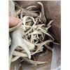 Image 2 : 33 Lbs Of Mule Deer Fork Antlers