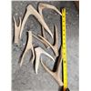 Image 4 : 33 Lbs Of Mule Deer Fork Antlers