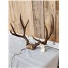 Image 2 : 5x5 Mule Deer Antlers On Skull Plate