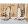 Image 1 : 36 Lbs Set Of Alaskan Moose Shed Antlers