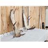 Image 3 : 36 Lbs Set Of Alaskan Moose Shed Antlers