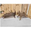 Image 4 : 36 Lbs Set Of Alaskan Moose Shed Antlers