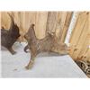 Image 5 : 36 Lbs Set Of Alaskan Moose Shed Antlers