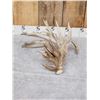 Image 1 : MONSTER 159" Whitetail Shed Antler
