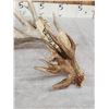 Image 2 : MONSTER 159" Whitetail Shed Antler