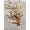 Image 3 : MONSTER 159" Whitetail Shed Antler