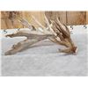 Image 4 : MONSTER 159" Whitetail Shed Antler