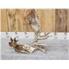 Image 5 : MONSTER 159" Whitetail Shed Antler