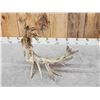 Image 6 : MONSTER 159" Whitetail Shed Antler