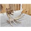 Image 7 : MONSTER 159" Whitetail Shed Antler