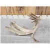 Image 8 : MONSTER 159" Whitetail Shed Antler