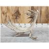 Image 9 : MONSTER 159" Whitetail Shed Antler