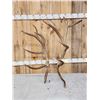 Image 1 : 18.6 Lbs Set Of Elk Cut Off Antlers