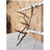 Image 2 : 18.6 Lbs Set Of Elk Cut Off Antlers